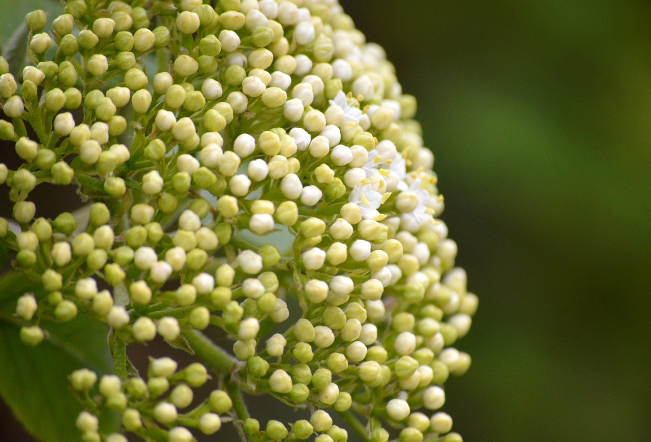 Elderberry Syrup: The Winter Remedy That Refused to Die