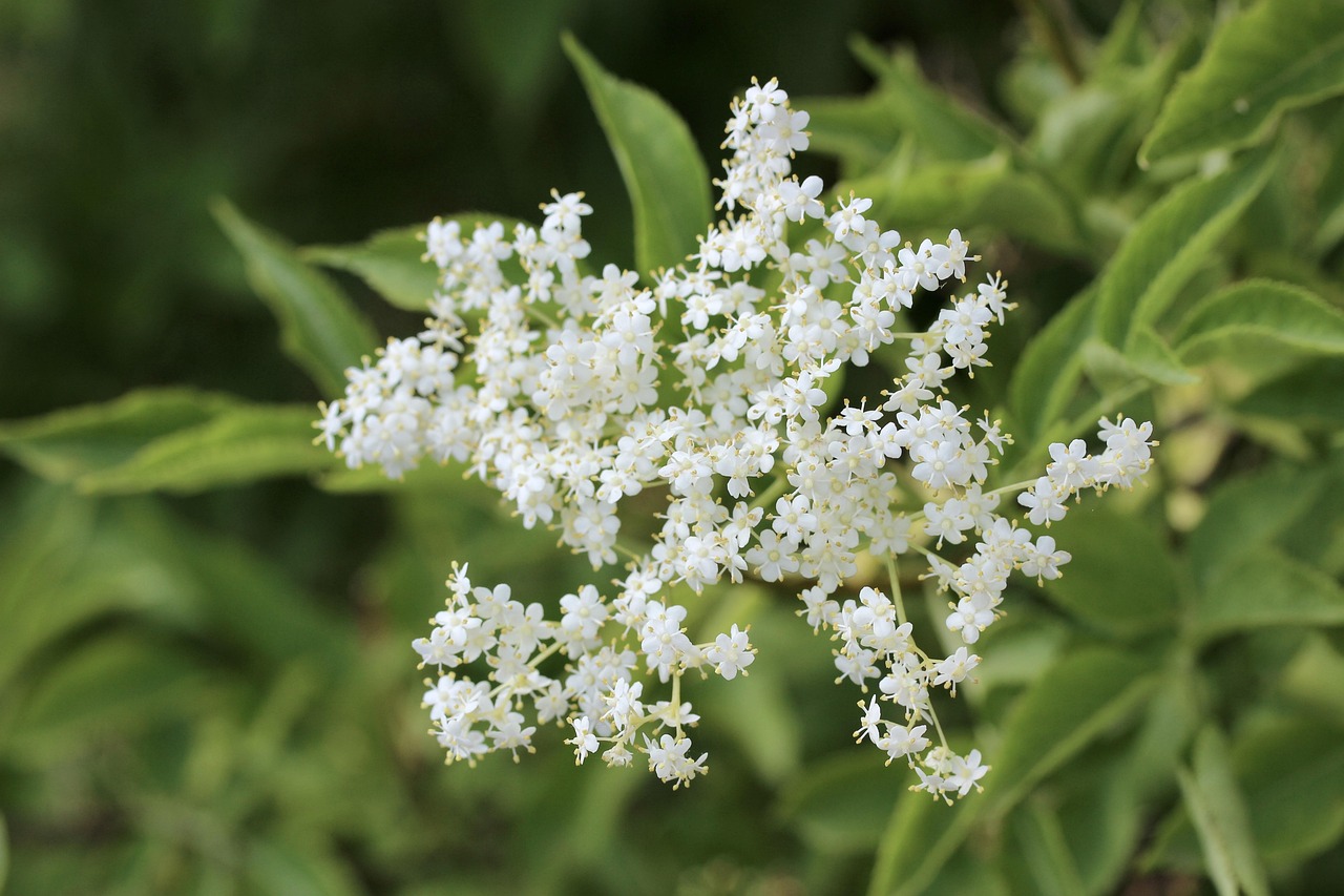 Elderflower Cordial: A Traditional Recipe and Its Folk Roots